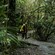 A Guest wearing a rain jacket and backpack walking along a forested trail surrounded by mossy trees